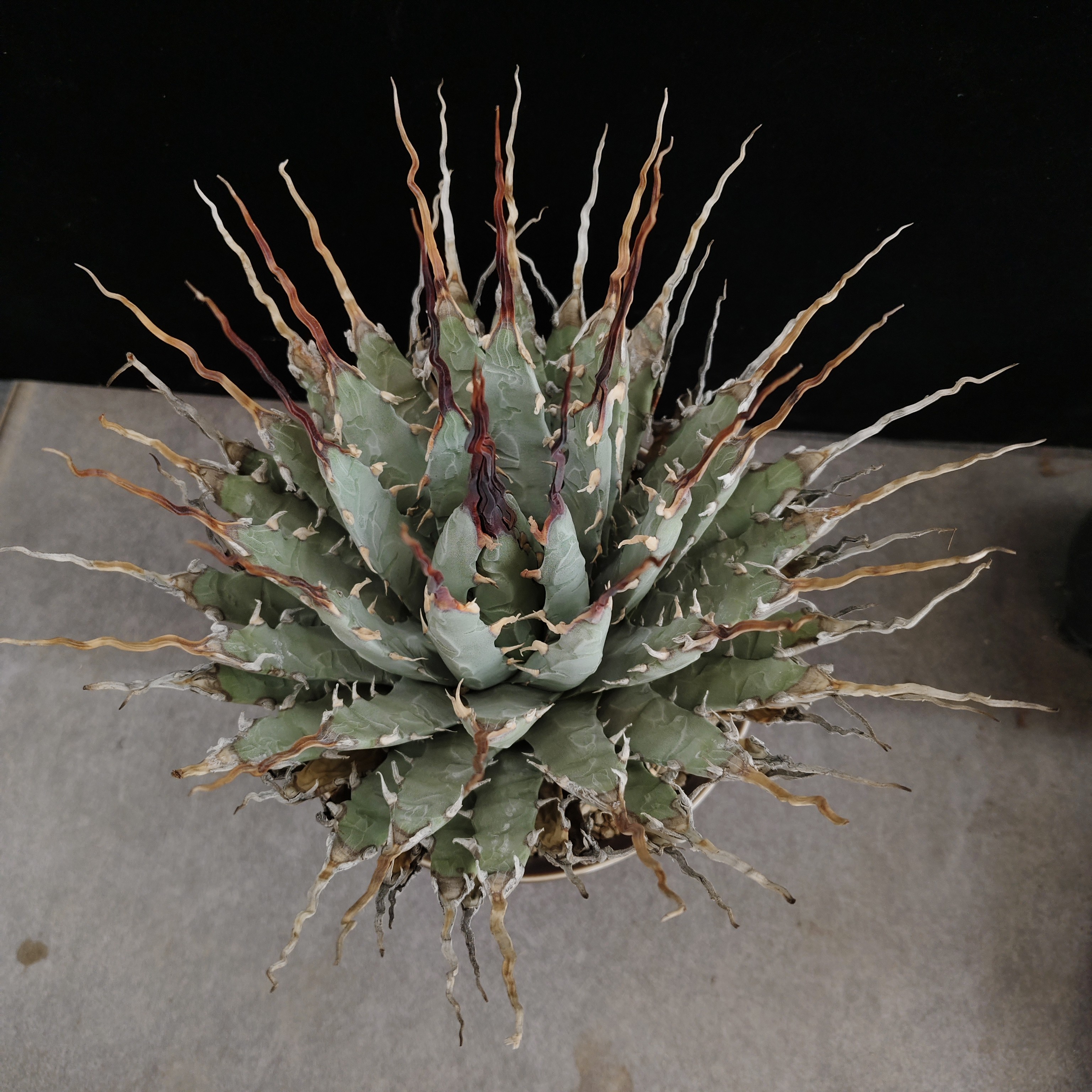 曲刺妖炎 熟桩  块根 多肉