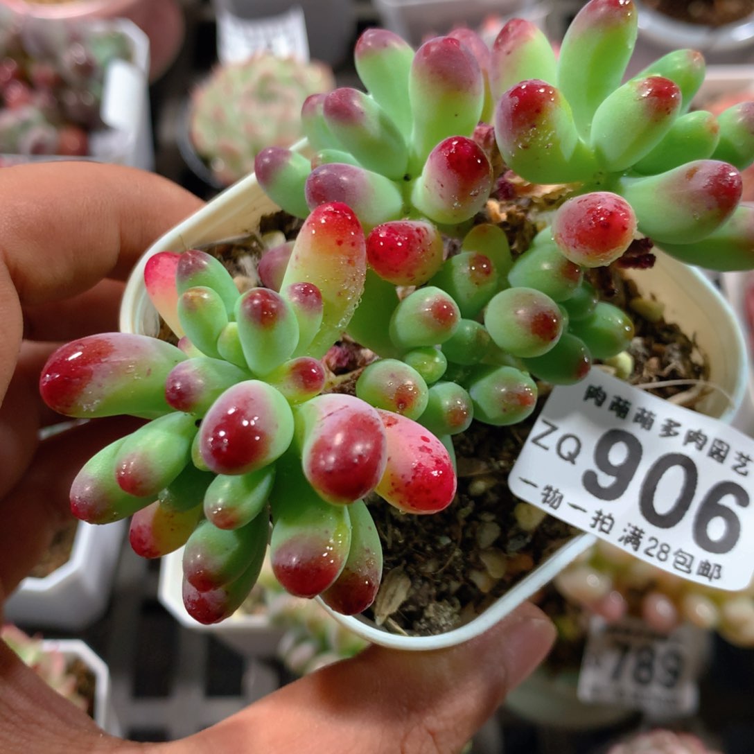 5CM拇指盆精控多肉ZQ906