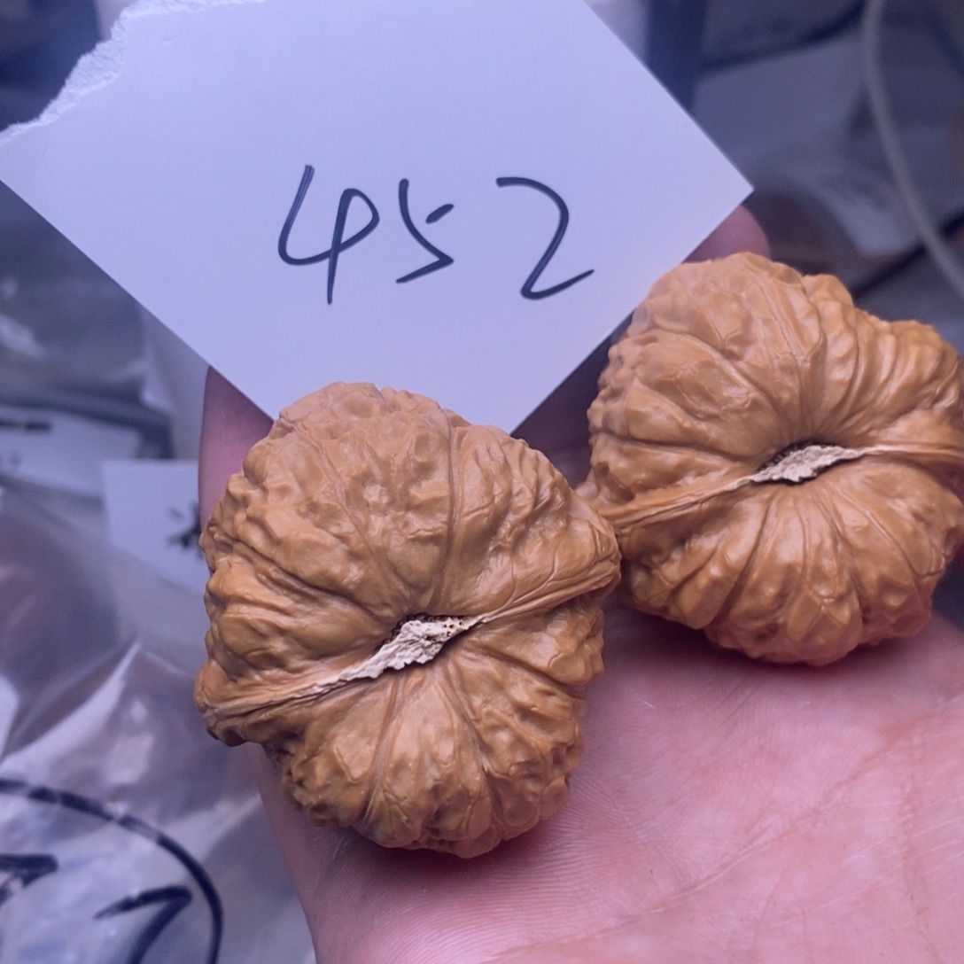 核桃43尺寸漫画多452