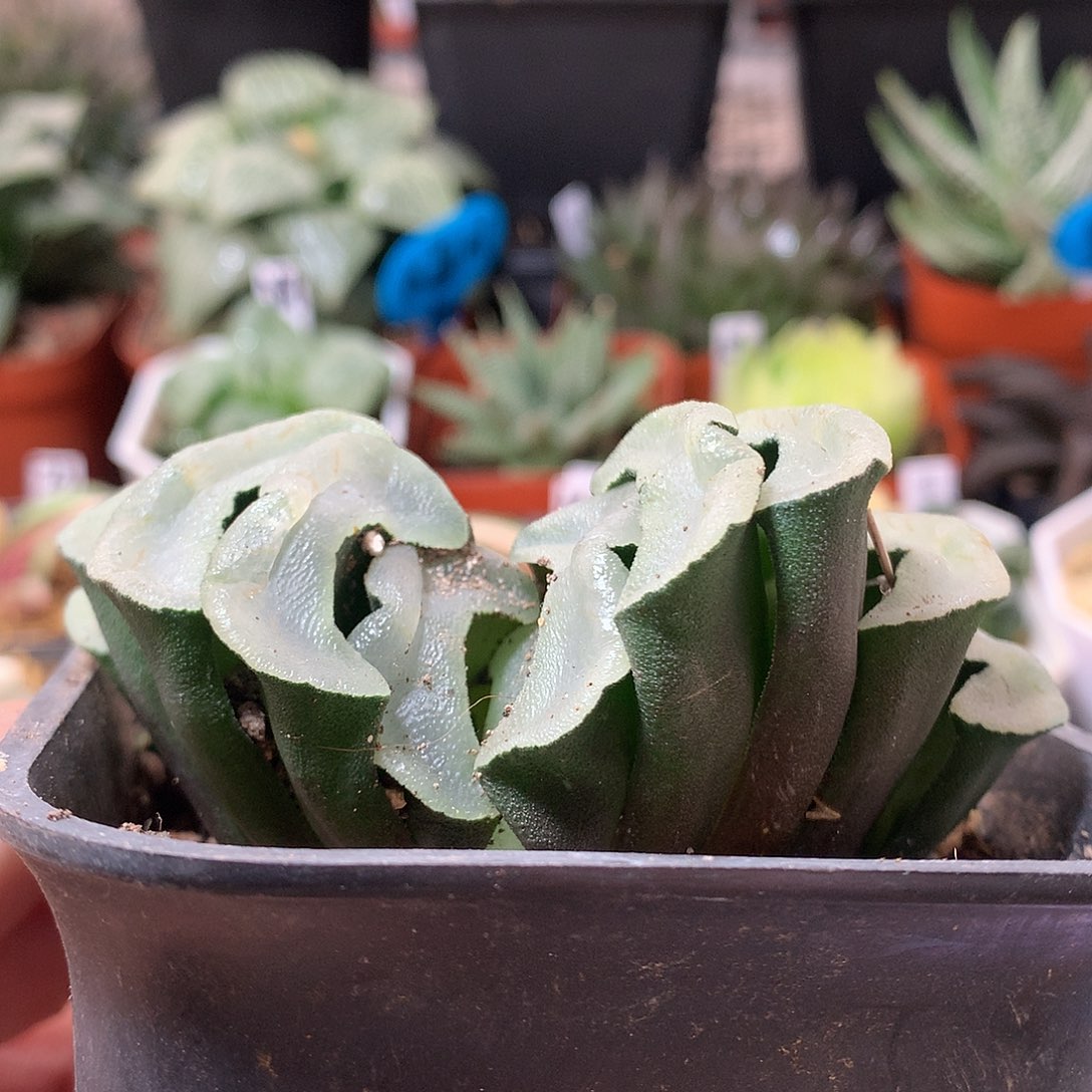 46号玉扇直播拍带盆土