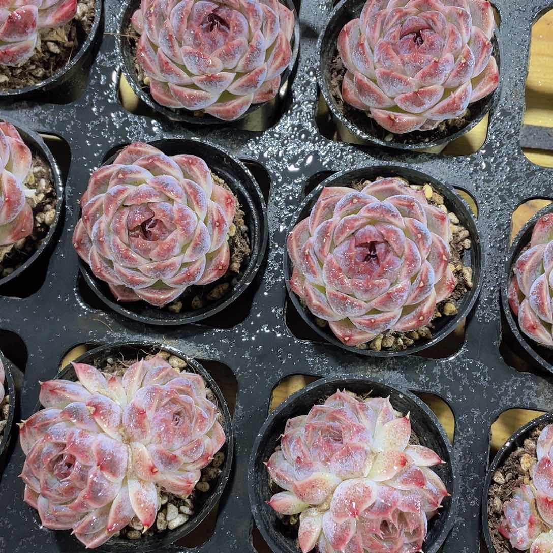 758号 紫霞仙子2个