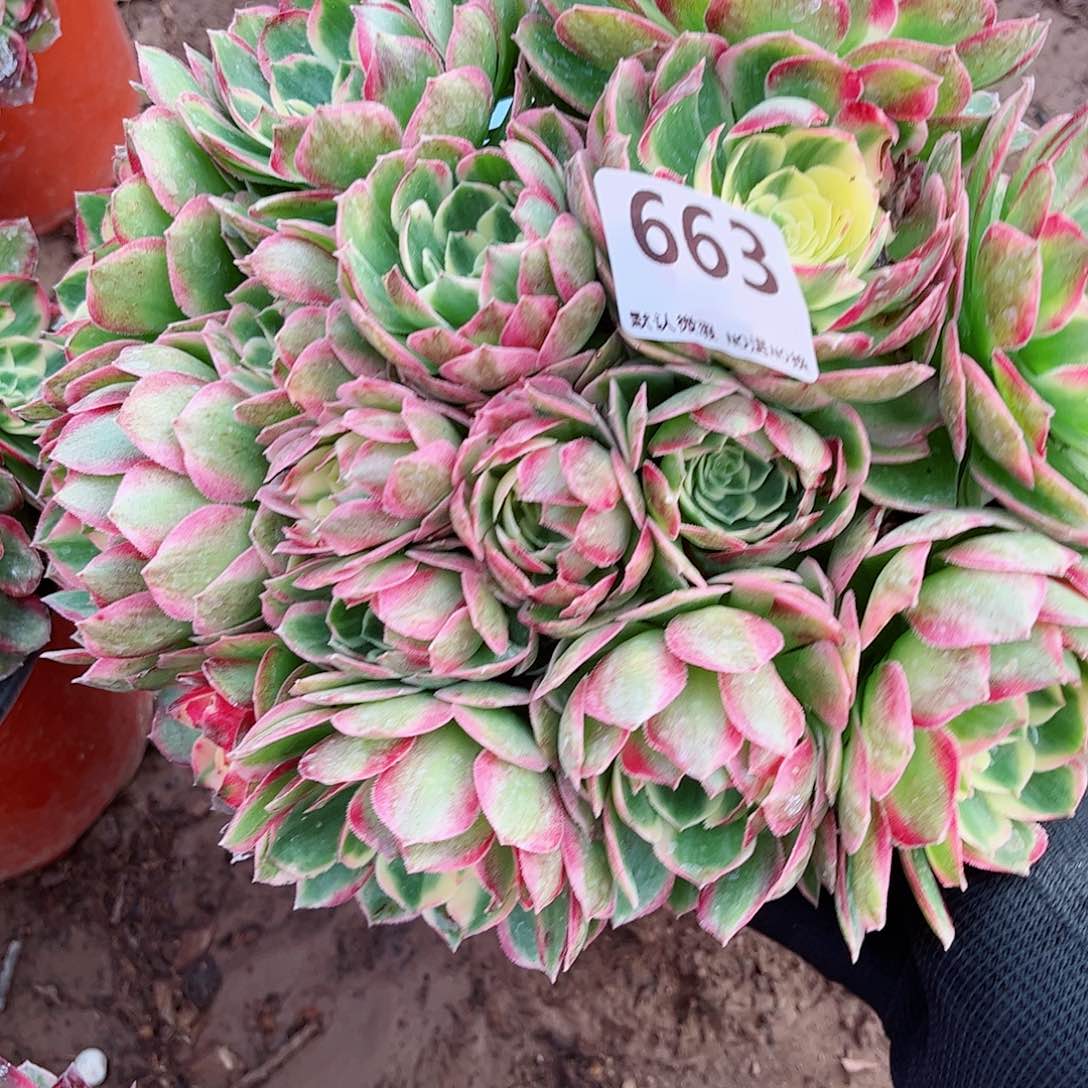 无花朵多肉植物663