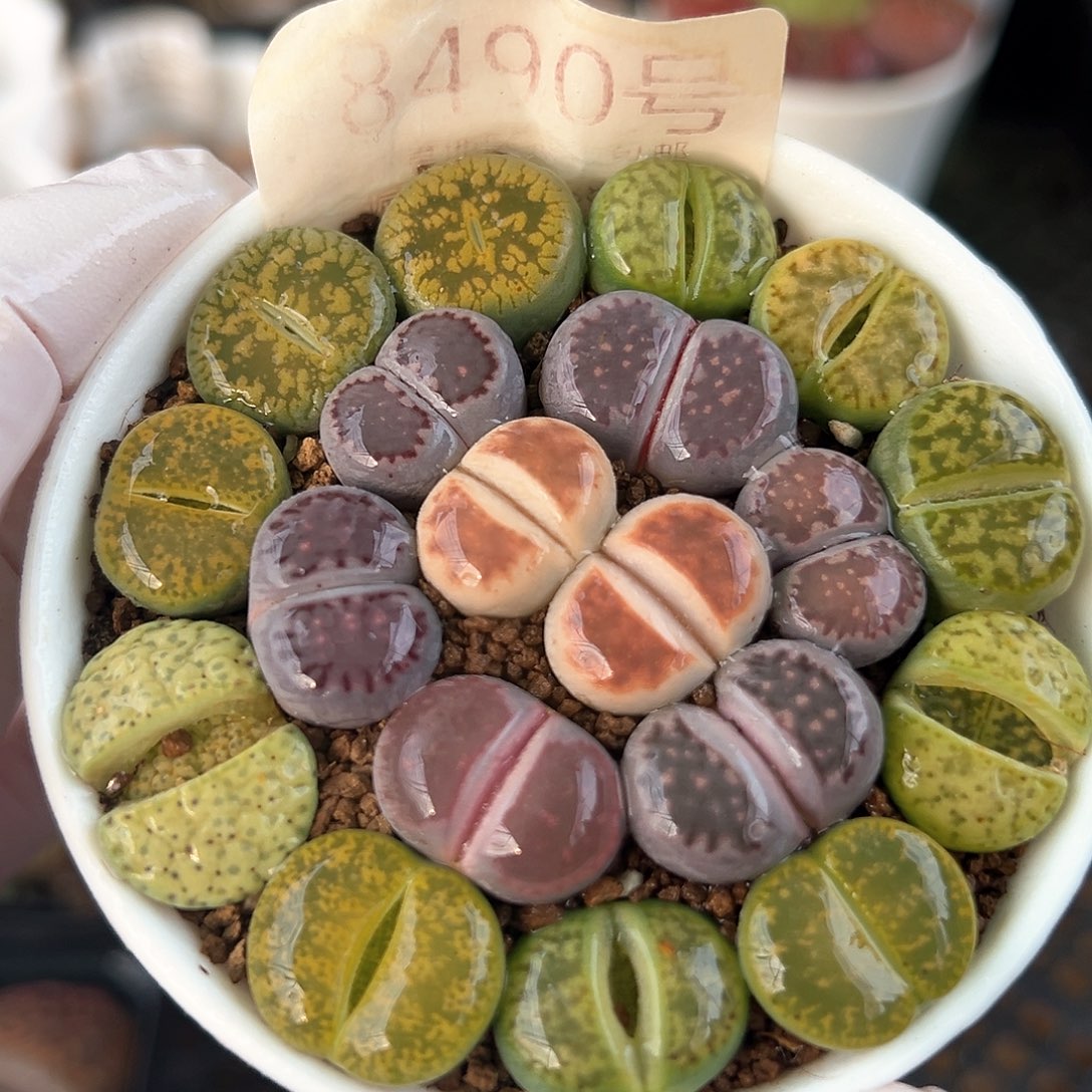 好养易活生石花大母本8490