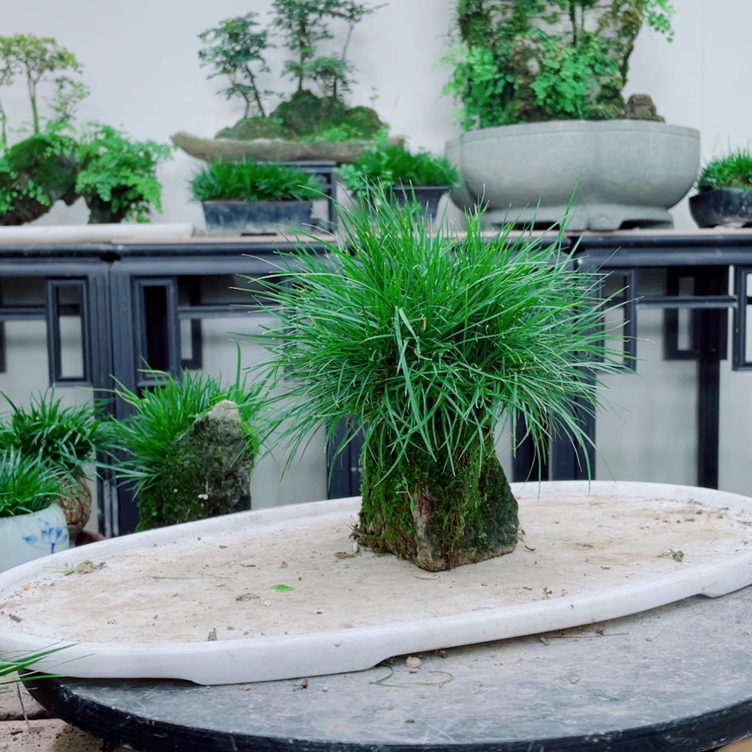 无铅玻璃星*铁线蕨铁线蕨铁线蕨