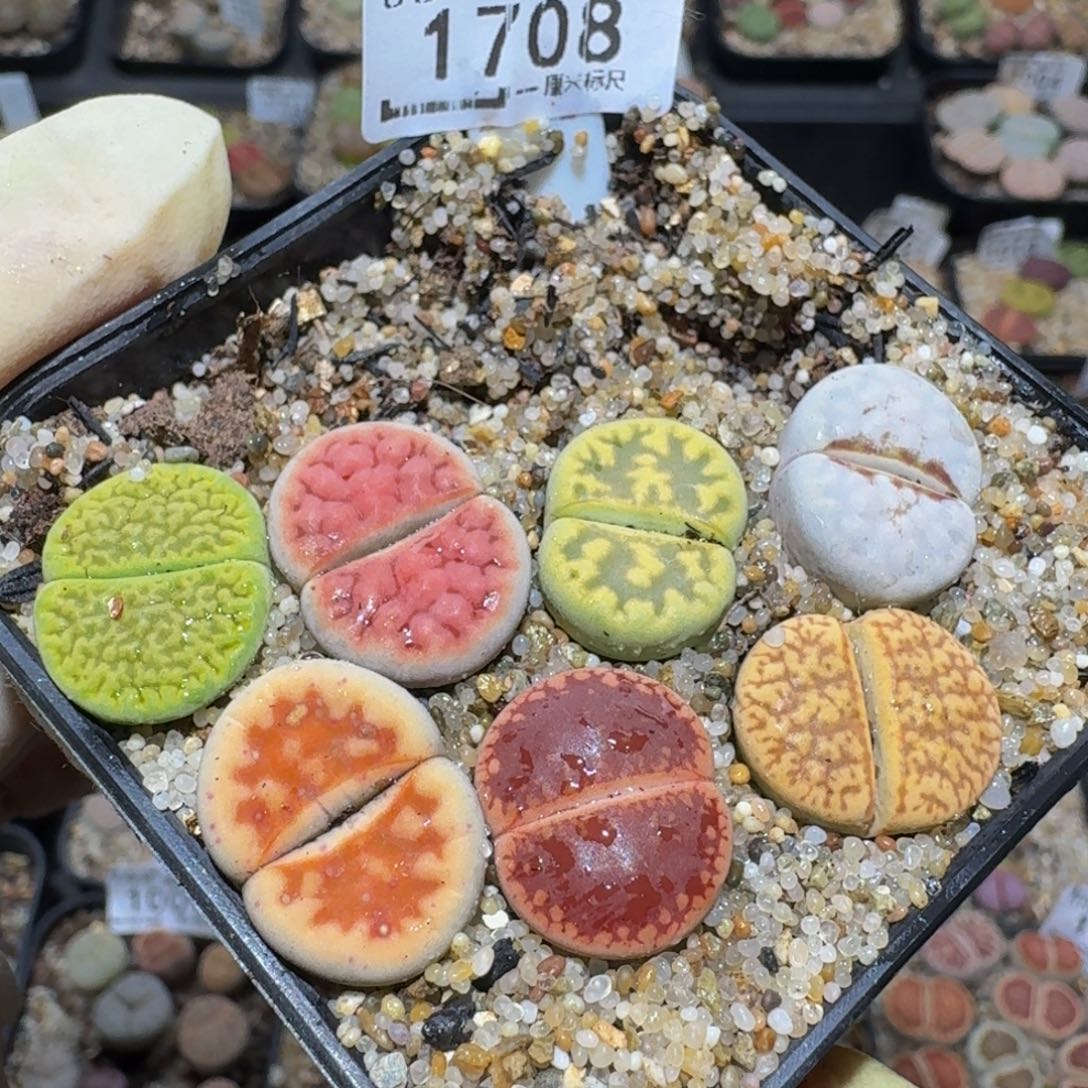 暖***Wzzzz生石花肉锥1700