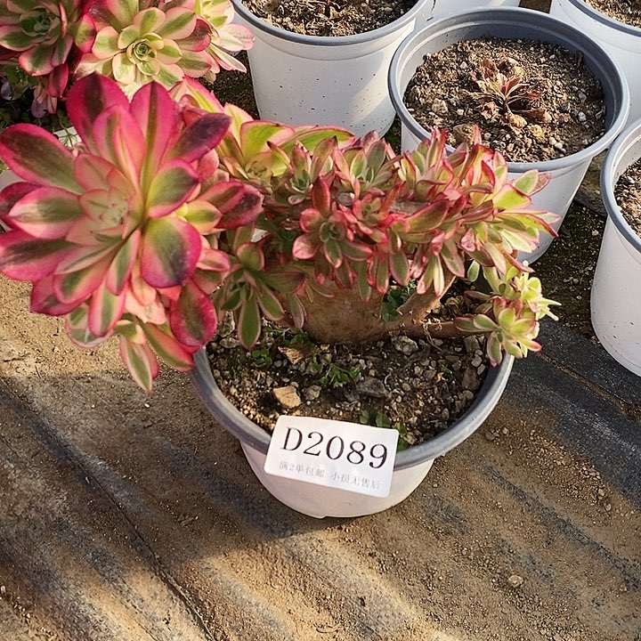 2086倾城多肉母本无售后