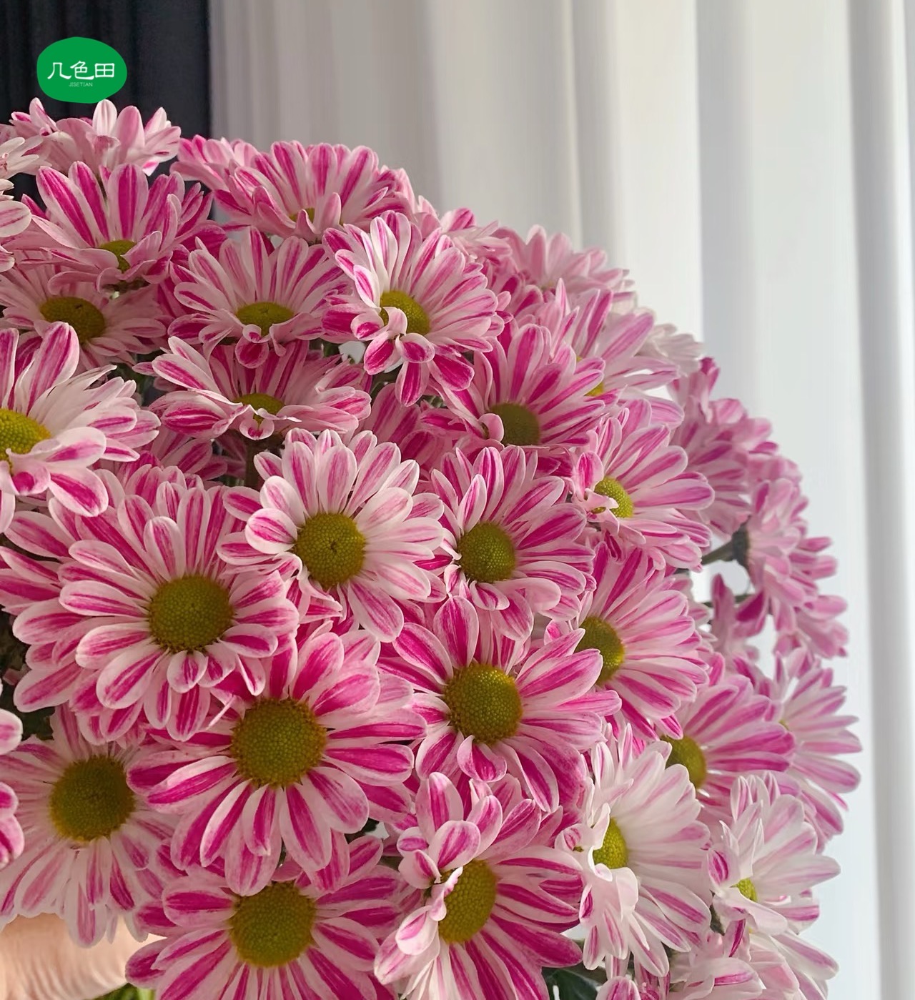 粉斑纹----小菊云南直发鲜花云南花插花鲜花 