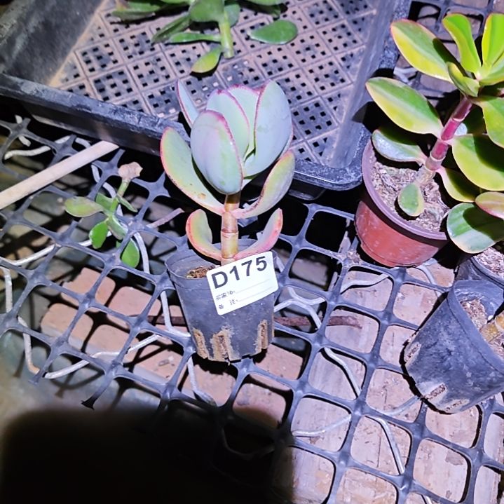 潮***店轮回花月玉树，175