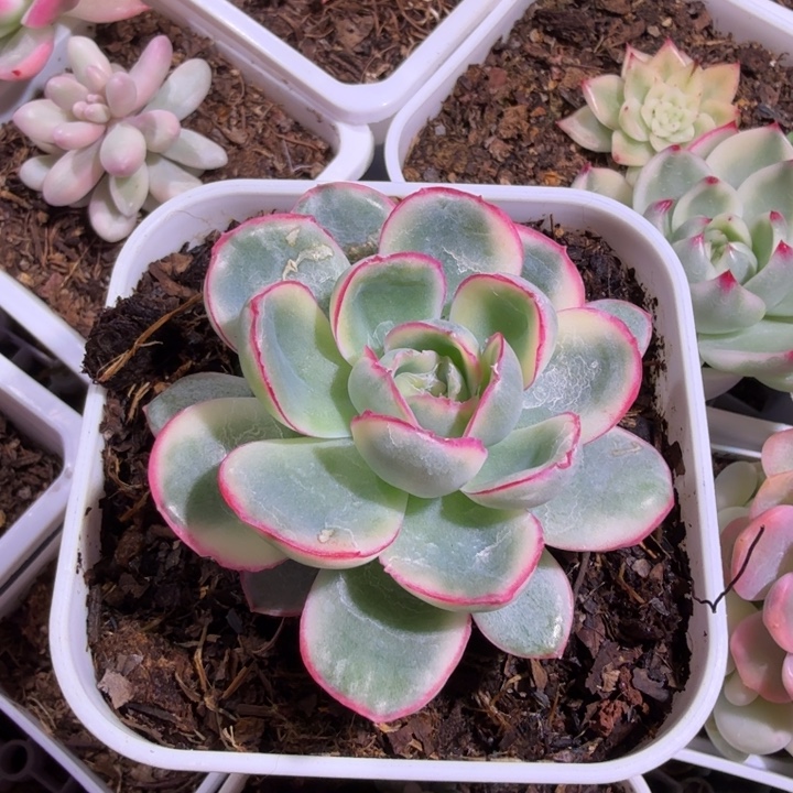 晨露锦多肉植物一物一拍