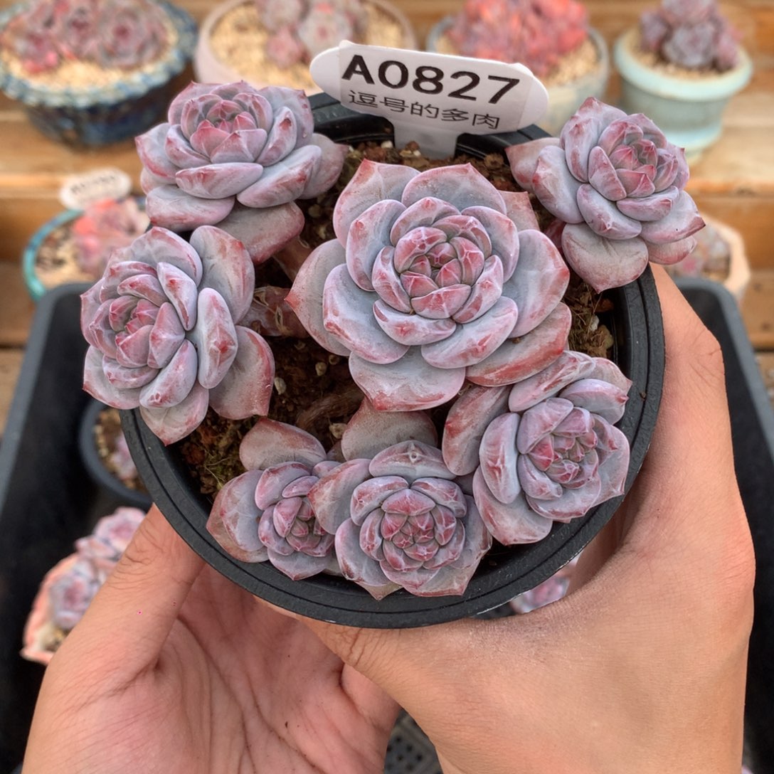 空***白A0827 突尼斯小树 有砍 12cm