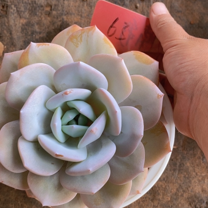 在家干的话把衣服带