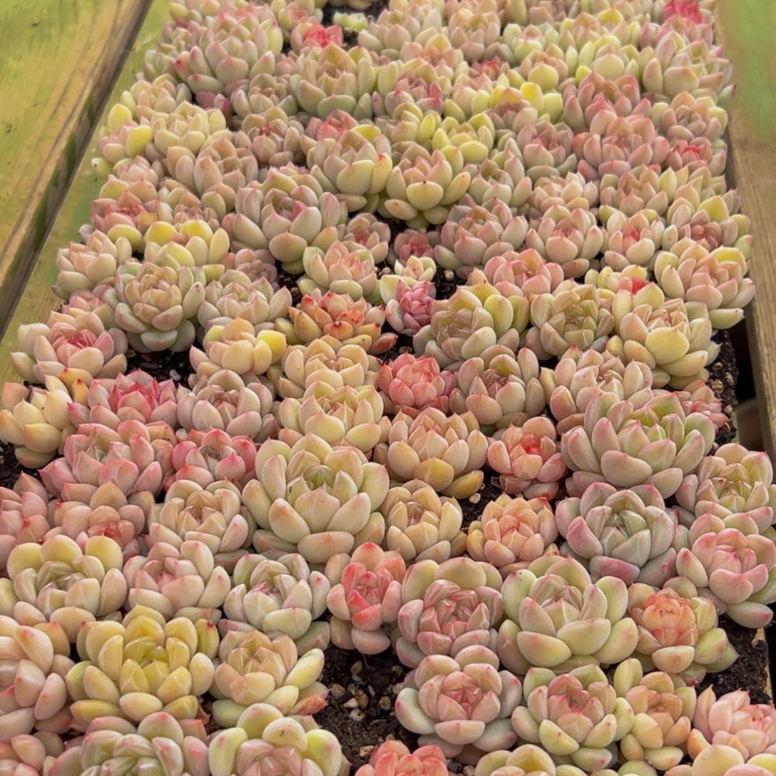 A***光128多肉葡萄的味道是真的很好吃