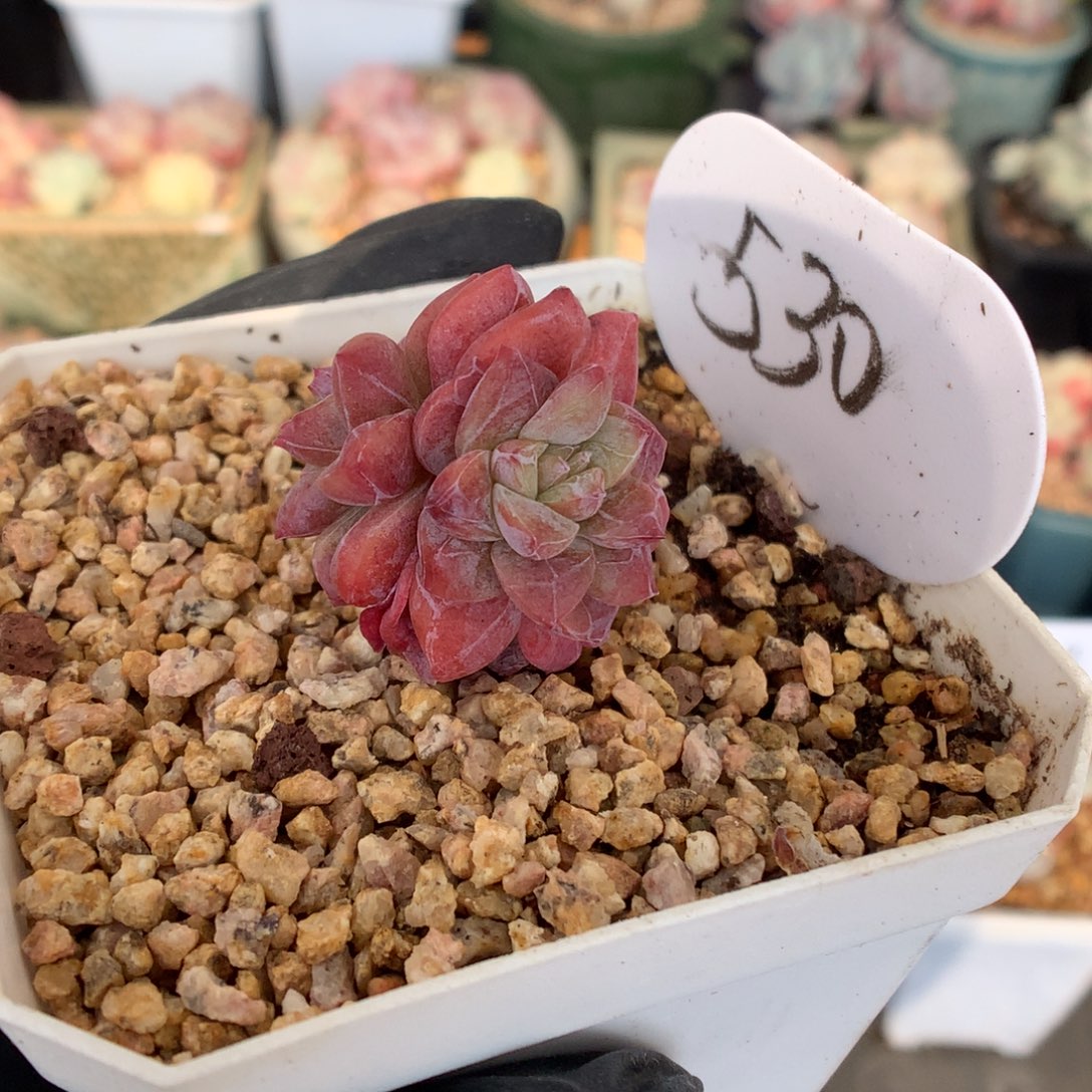 菁***菁530 冰玉石化多肉