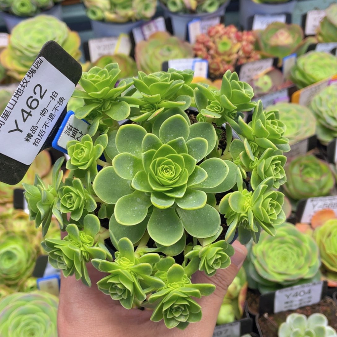 流萤之舞多肉福利462一物一拍