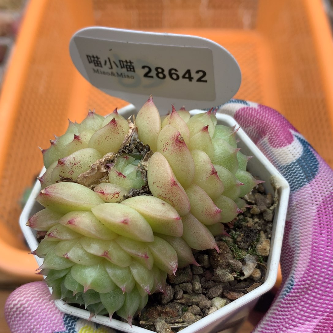 多肉植物麦秆珍妮