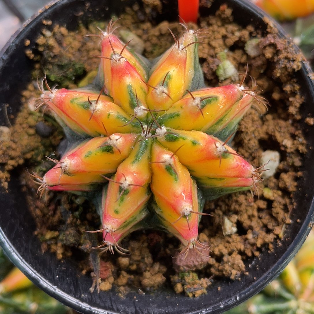 1-125米哈锦4.7厘米