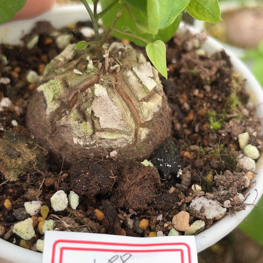 龟甲龙一物一拍188号