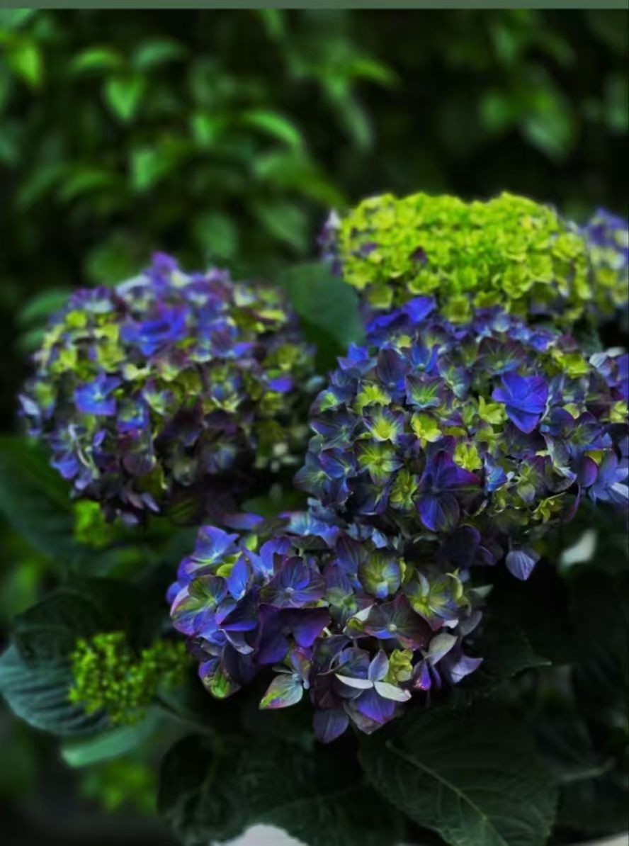 绣球花 伦勃朗 罗素 花火 可盆栽地栽适合室内阳台庭院种植