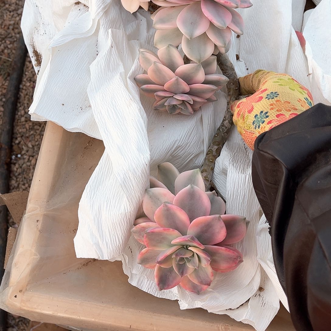 匿****名多肉植物紫乐景13