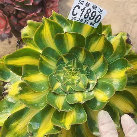 暴君多肉植物法师1890