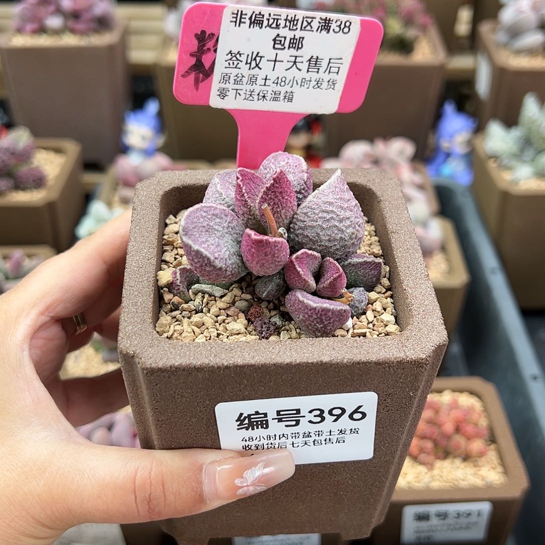 396丸叶哈默猪肝多肉植物
