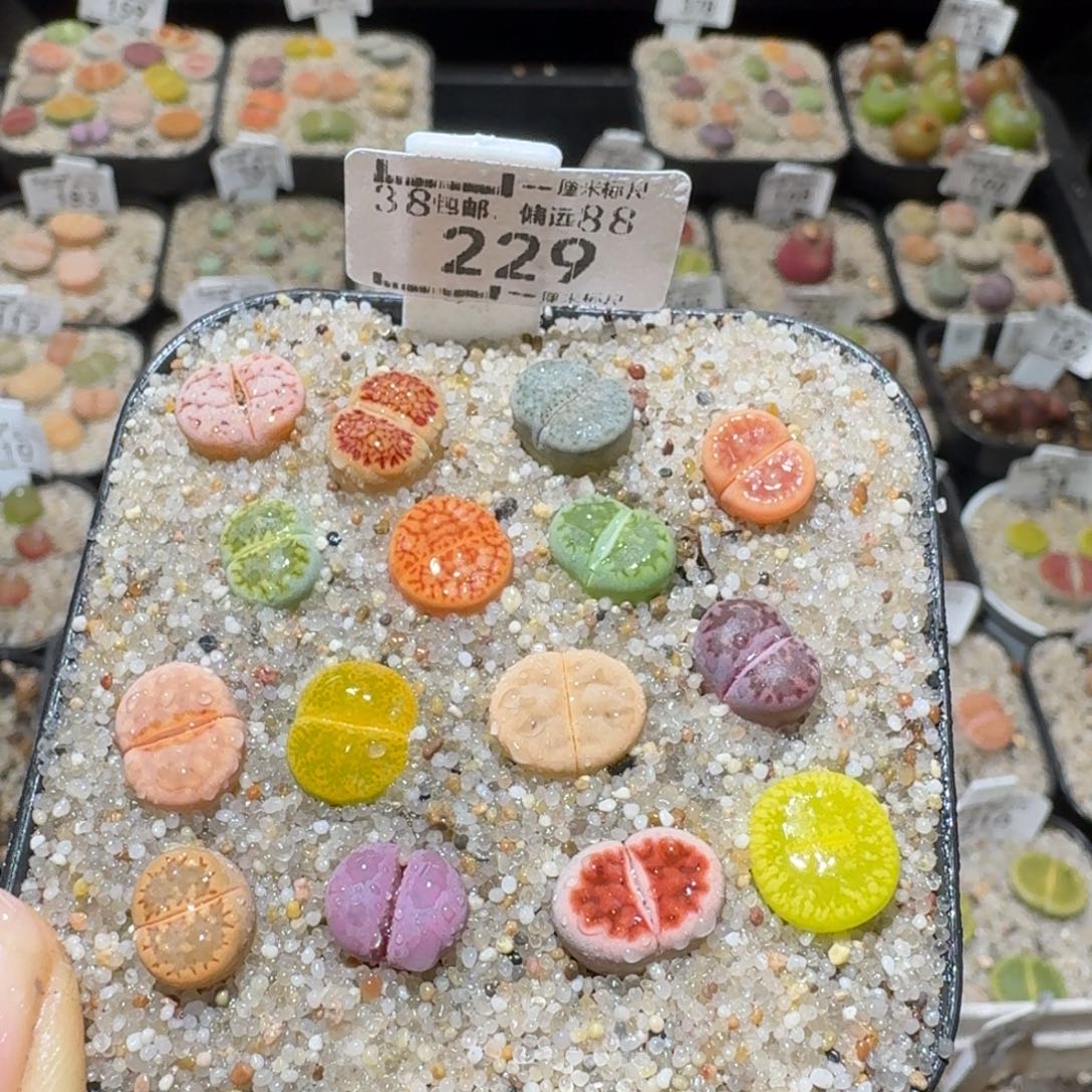 Sss精品生石花229