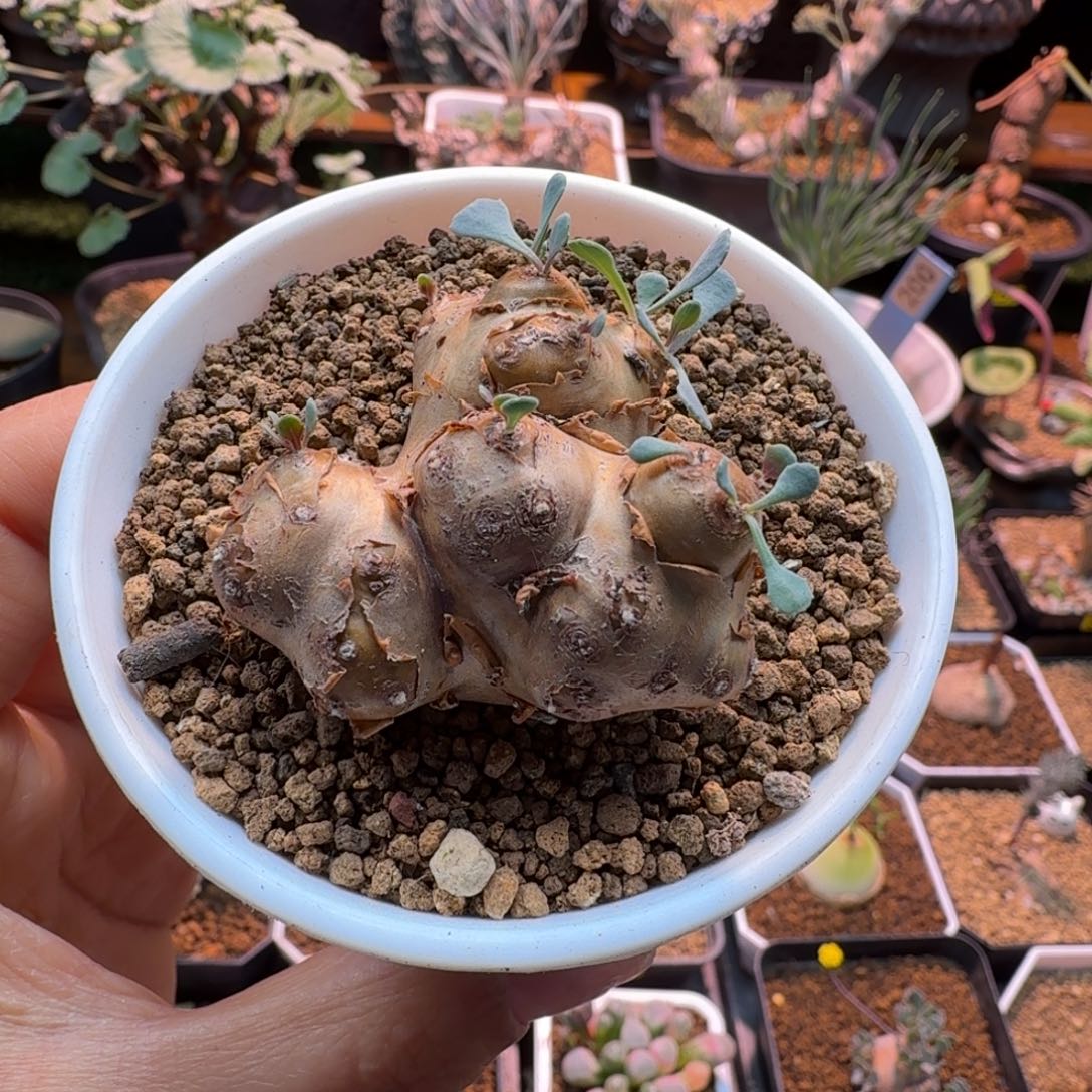 格加厚墩菊124 仙人掌