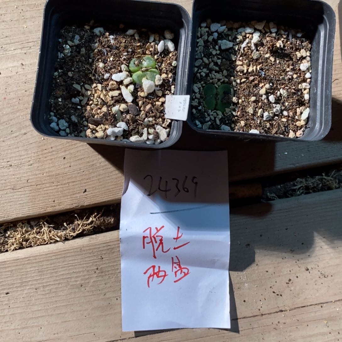 小***爱24369。  水晶鞋脱土。