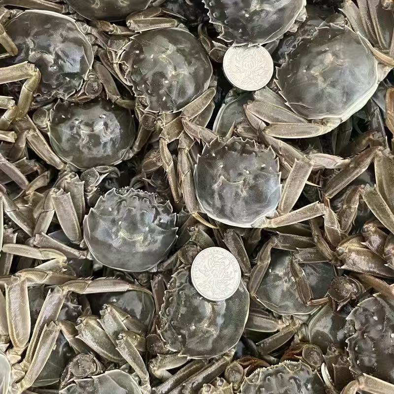 活蟹河蟹兴化老头蟹小螃蟹公蟹母蟹0.8-1两20只装