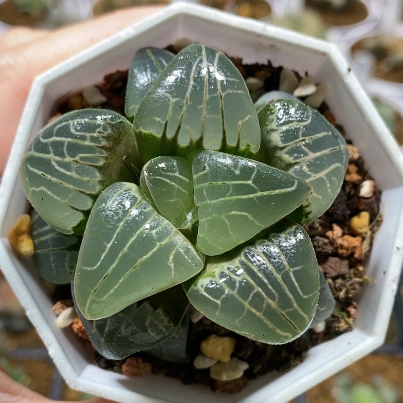 【闪购商品】46粉色甜心