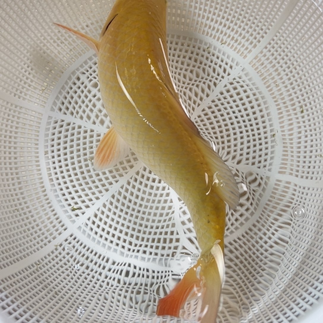 锦鲤血统锦鲤养殖