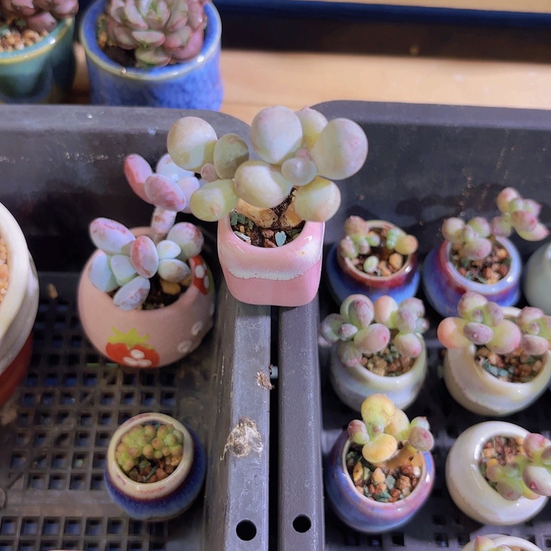 红宝石奶酪一物一拍