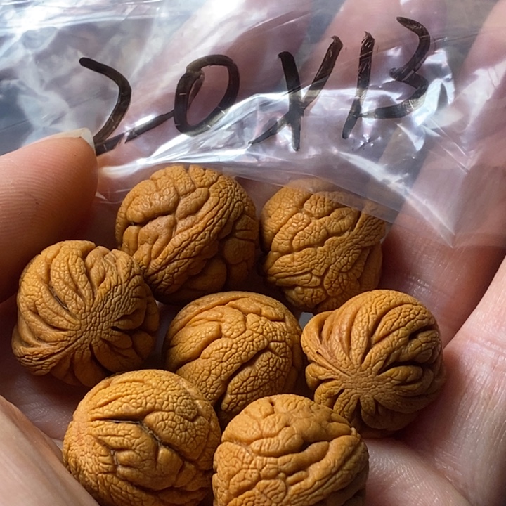 文玩核桃手串秦岭野生龙纹桃核20