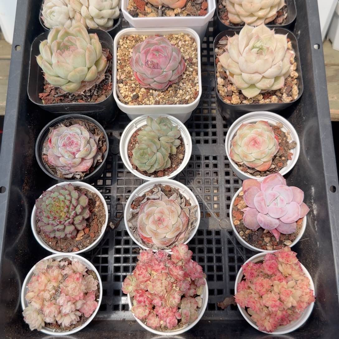 框拍框拍0219-135