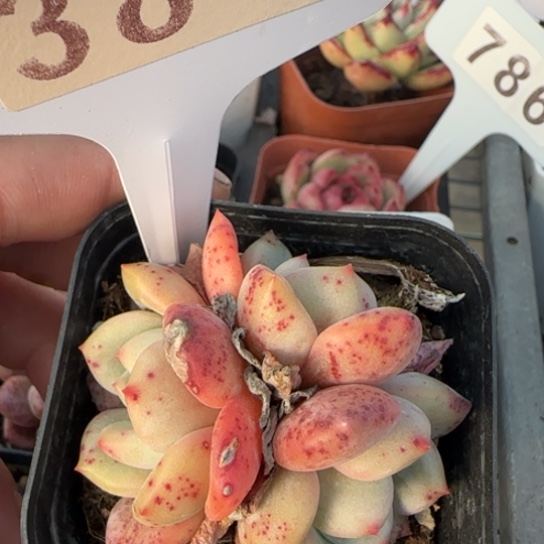 384凌雪群一物一拍多肉