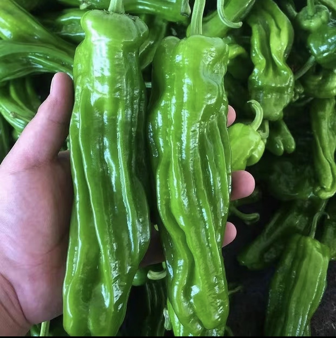 A农家自种新鲜薄皮虎皮青椒当季蔬菜现摘现发