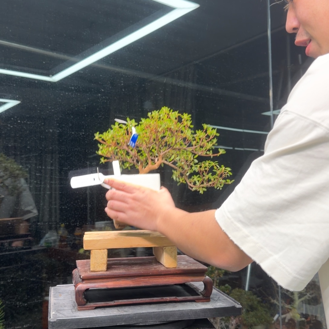 晓***岚无花朵花卉苗木花卉苗木