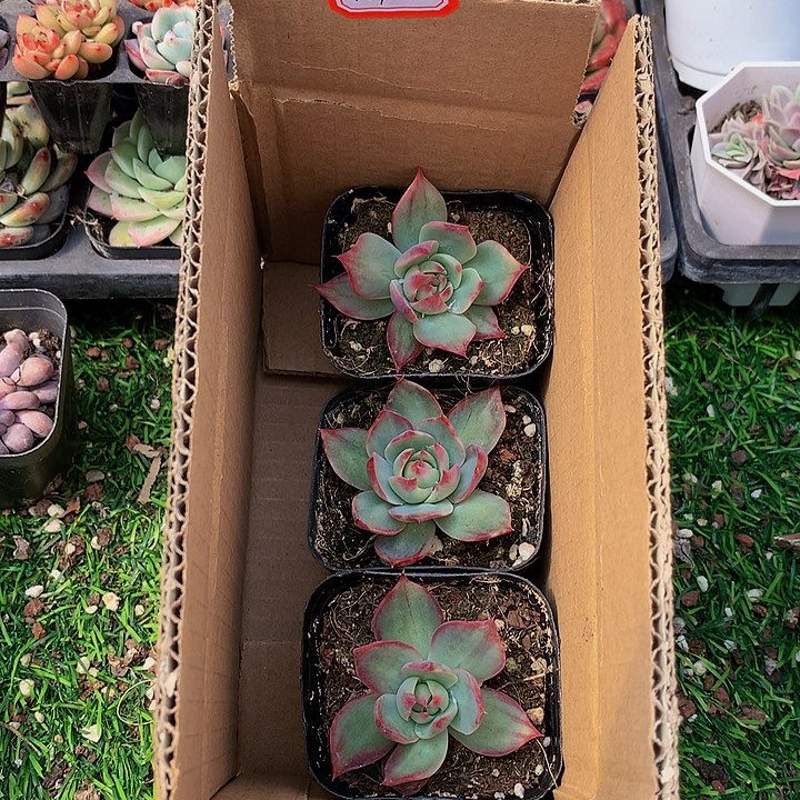 A109惊鸿仙子多肉