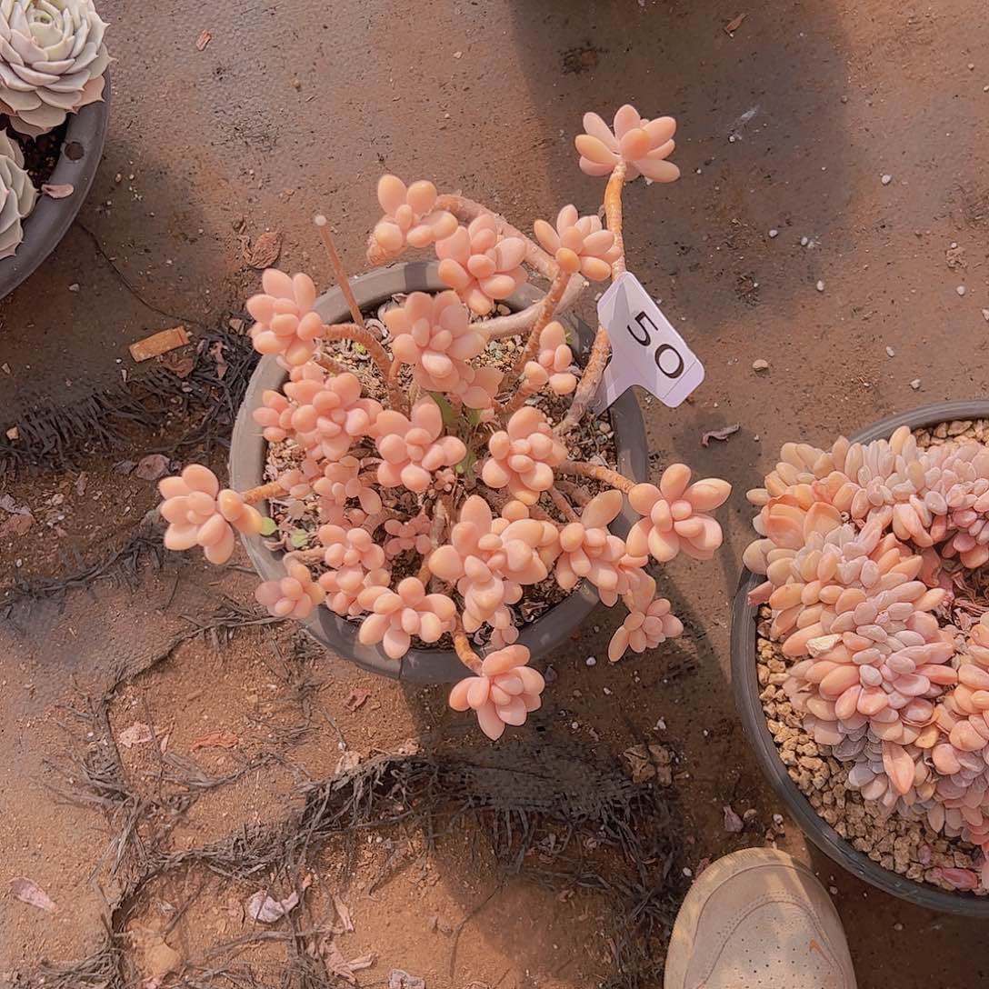 鹅*50不知名30不售后