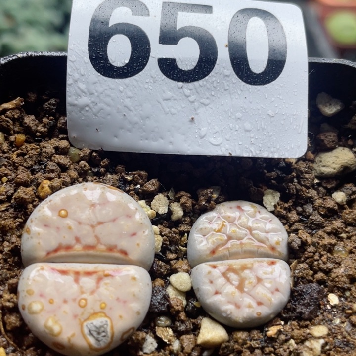 650热唇母本带盆