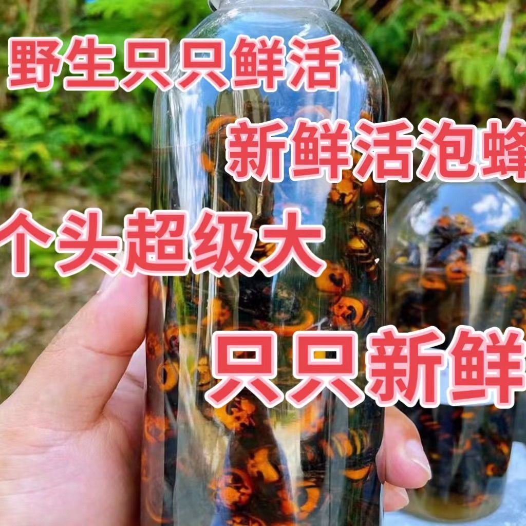金环虎头蜂红娘，100只一瓶，每天现抓现装诱蜂水原材料