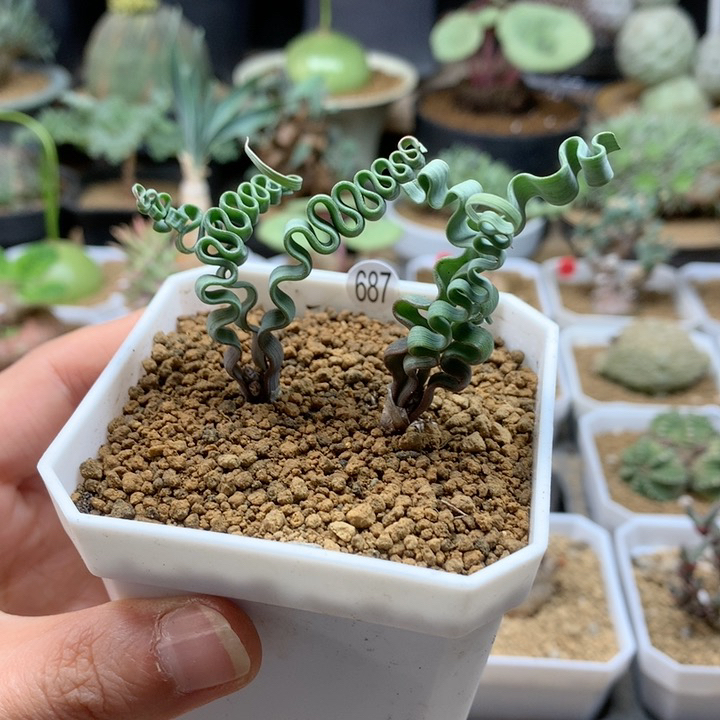 海带弹簧草2颗带盆687