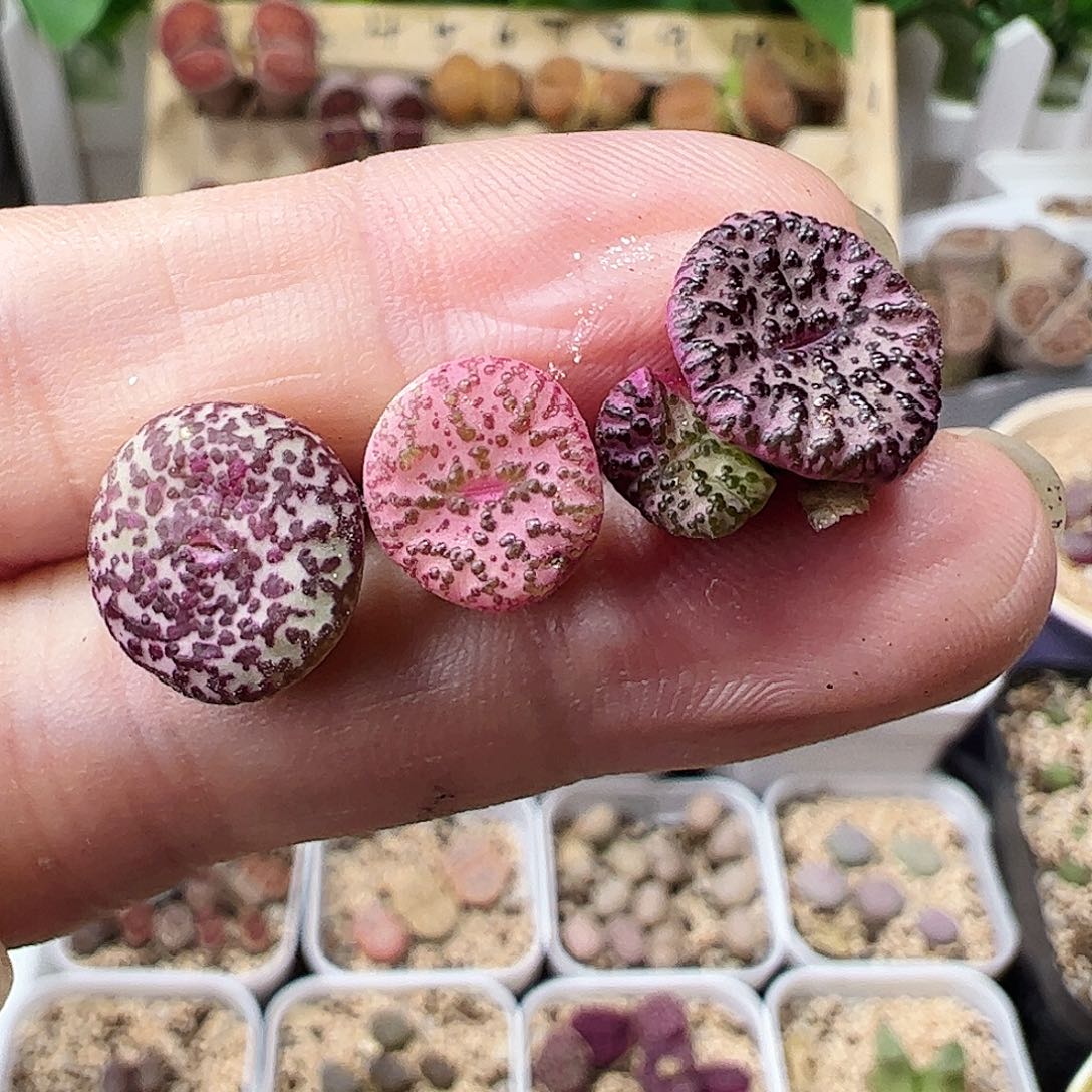 无花朵泡泡安贞3颗………………………