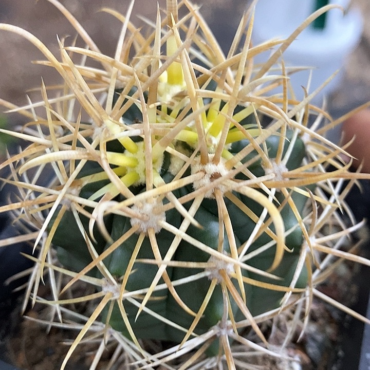 孤品实生优选控养欧系狂刺金冠龙5.7cm