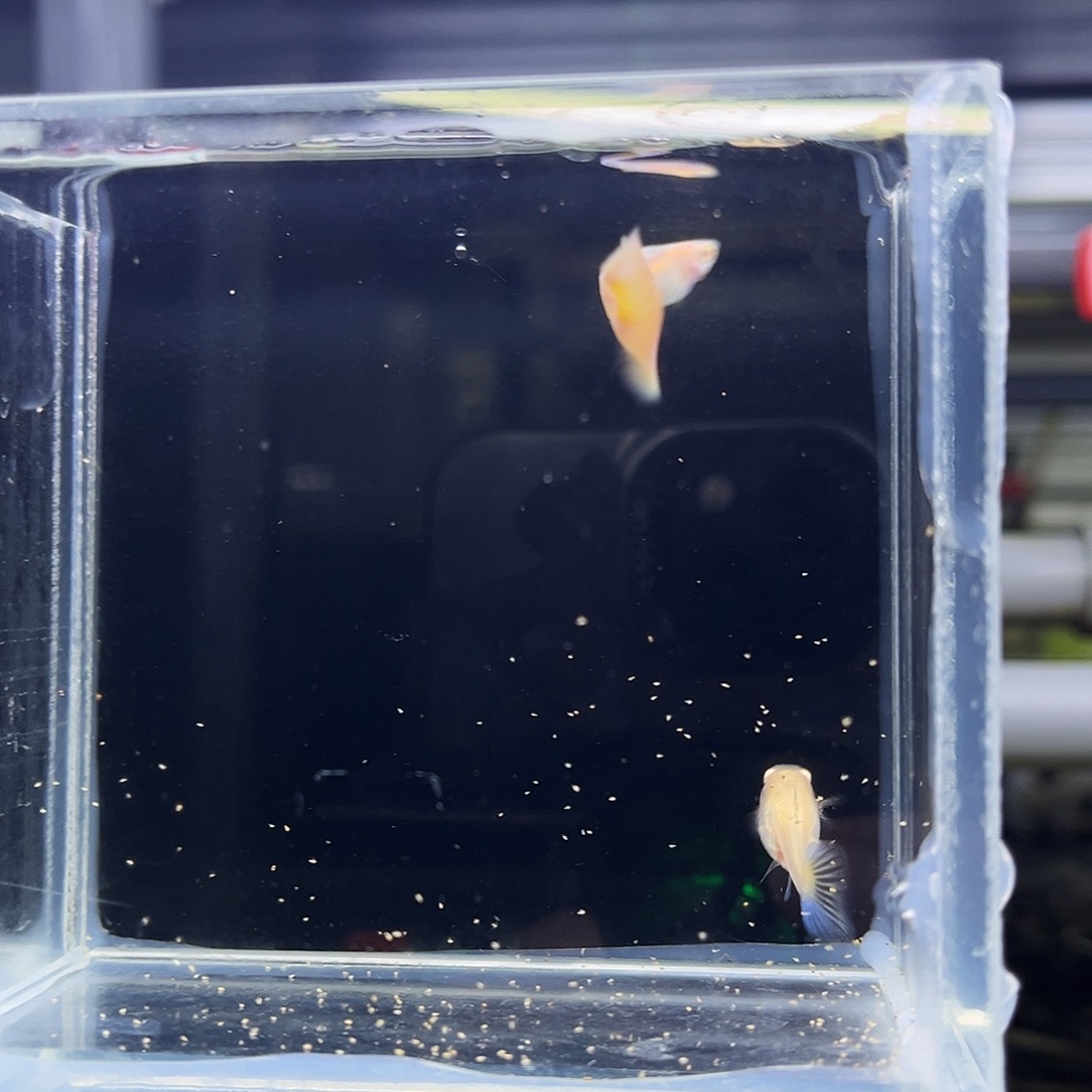 孔雀鱼极光幻彩一对