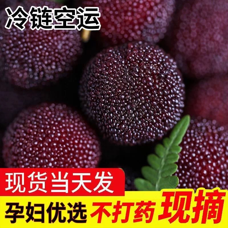 【送货上门】正宗漳州【东魁杨梅】（篮子装）新鲜采摘当季水果空运VV2