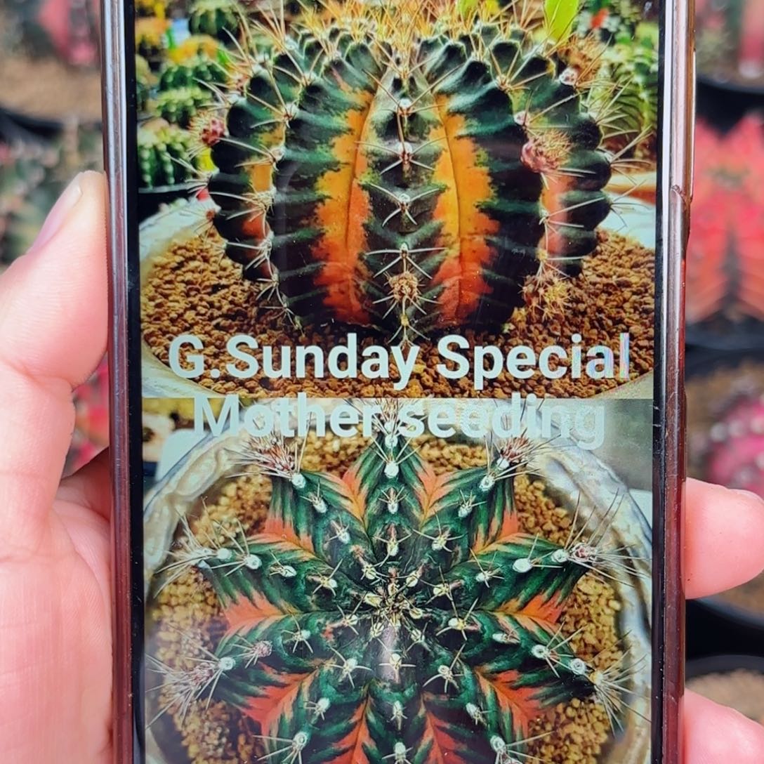 泰系米哈仙人球母本
