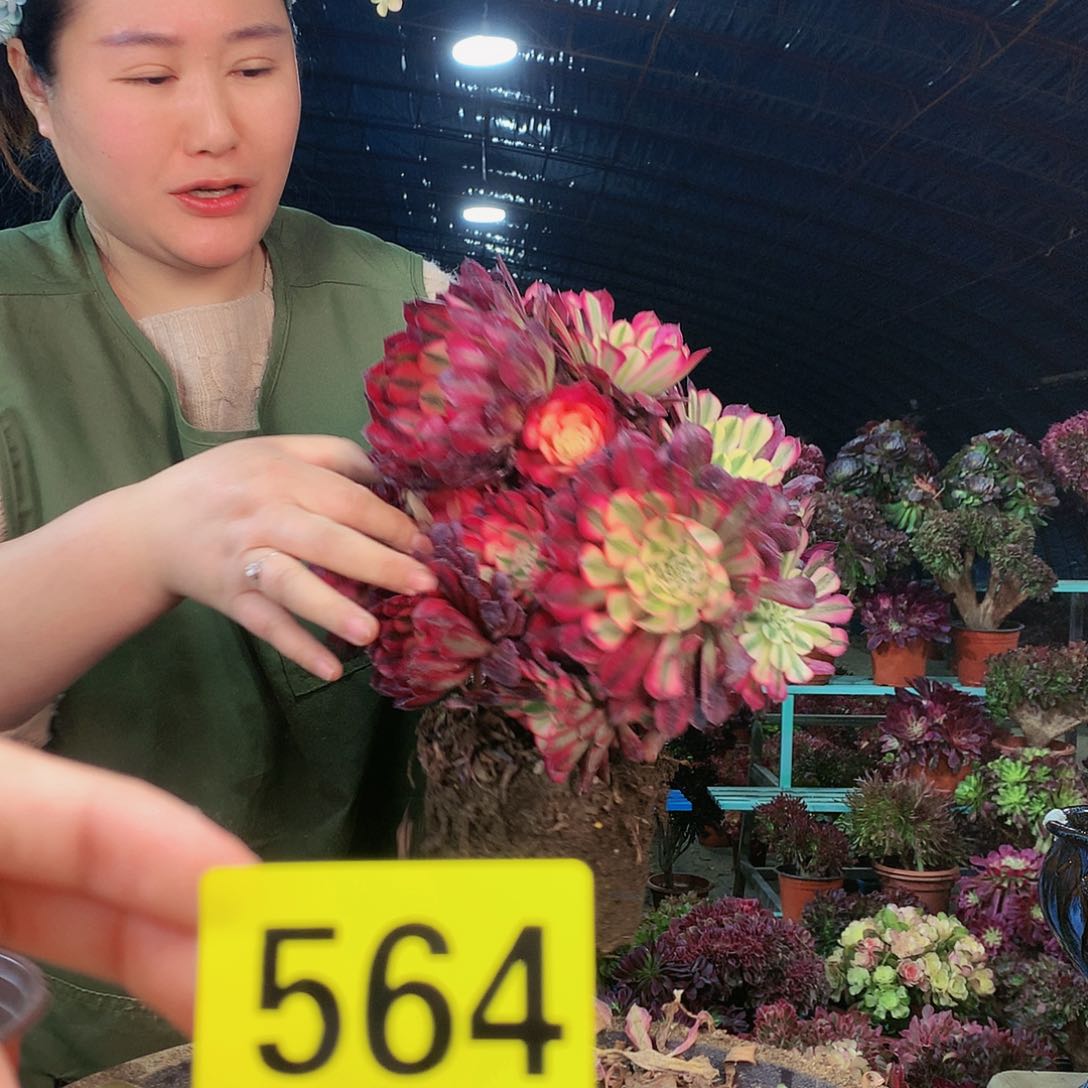 柒哥法师多肉不包侧断枝564