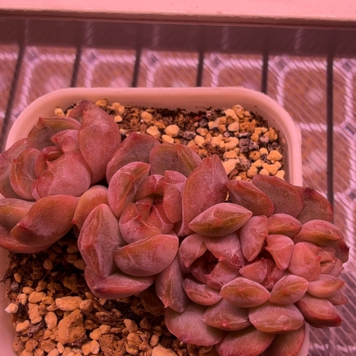 红色恋人缀化一物一拍