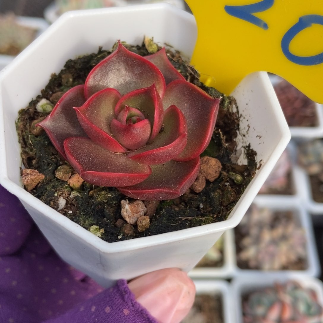 620红灯多肉植物保护